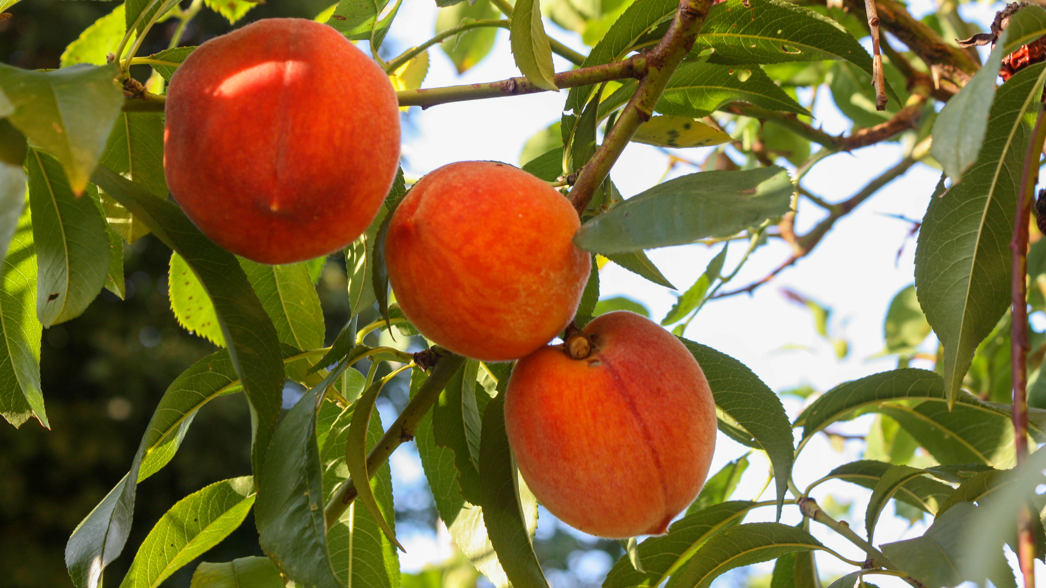 Pfirsichbaum pflanzen und pflegen