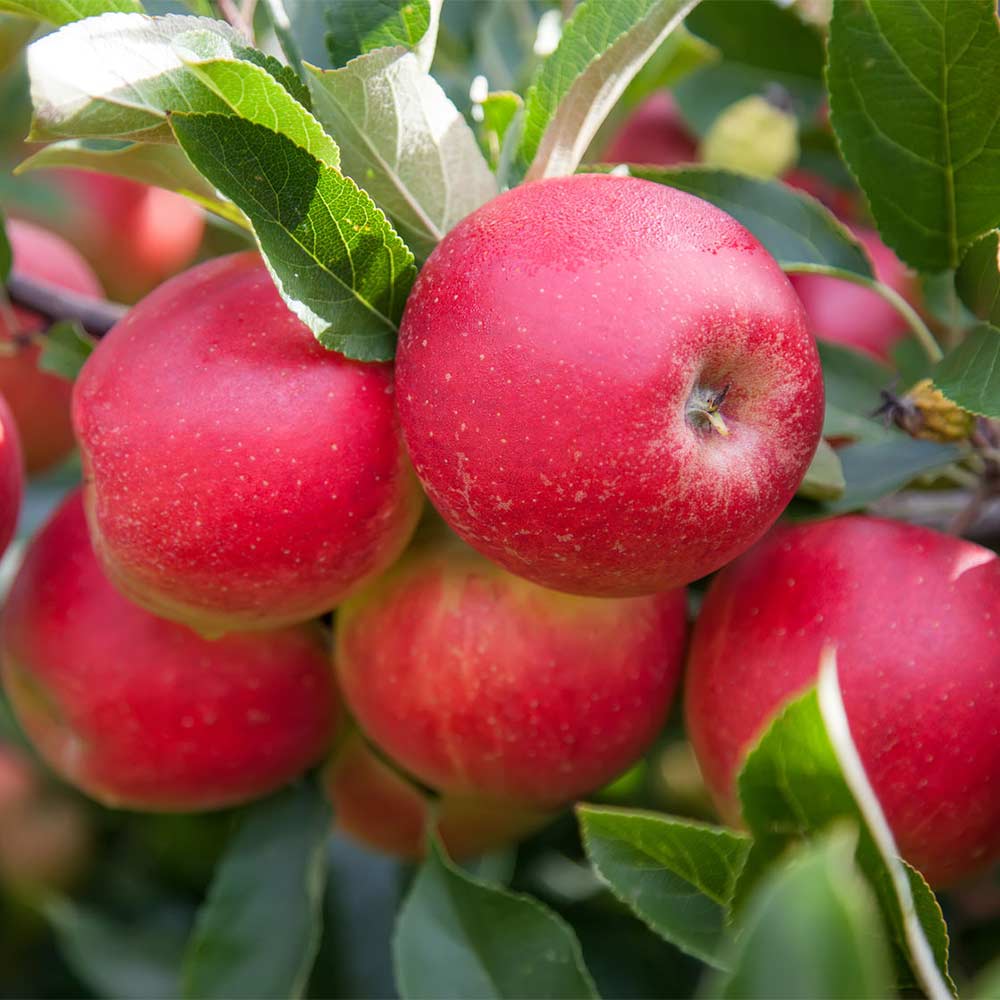 Apfel 'Roter Berlepsch'