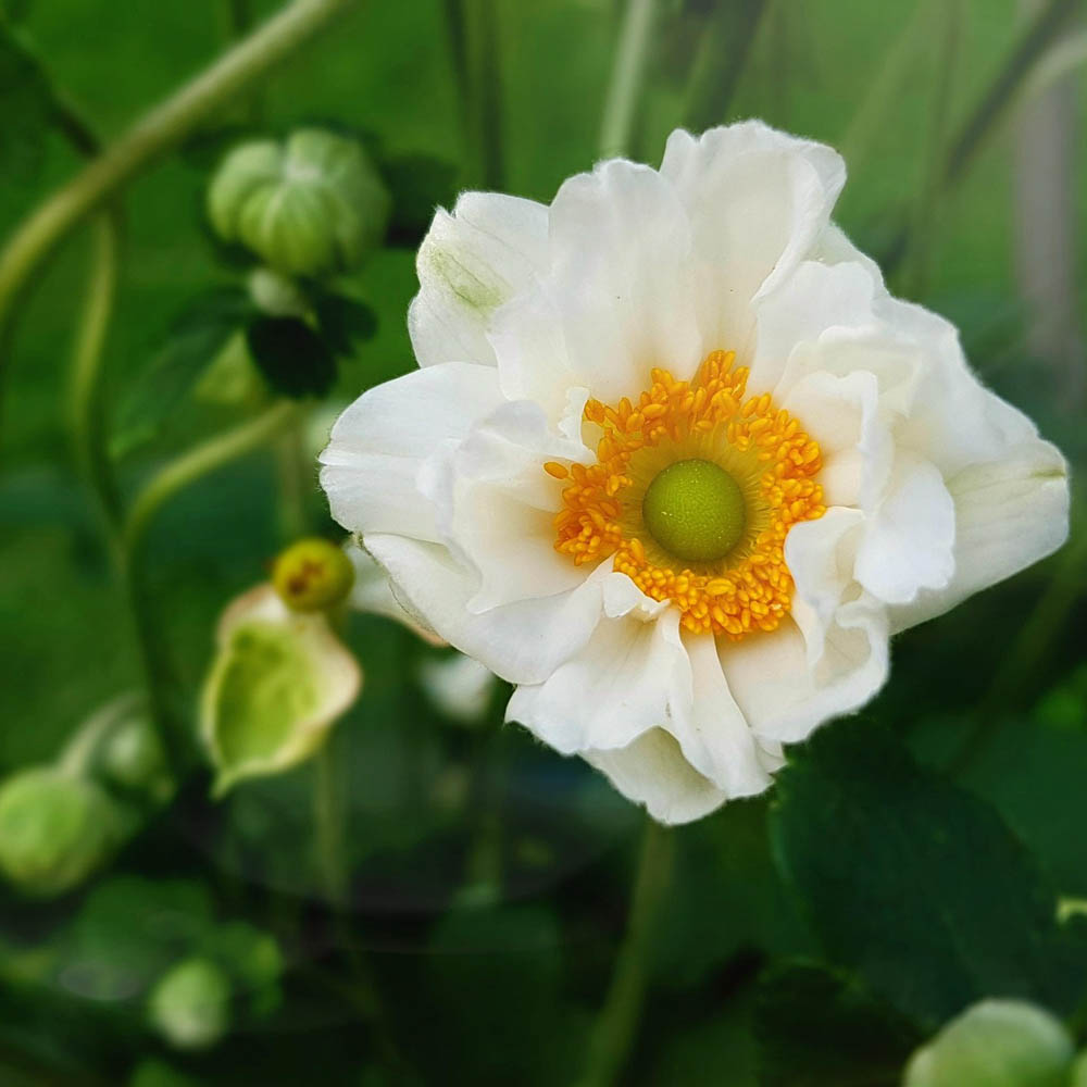 Herbstanemone 'Whirlwind'