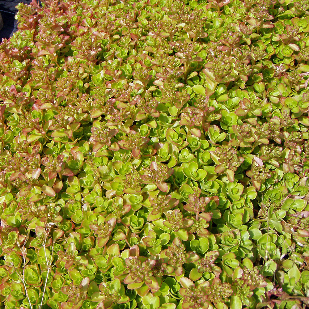 Teppichsedum Erdblut, Sedum, Bodendecker