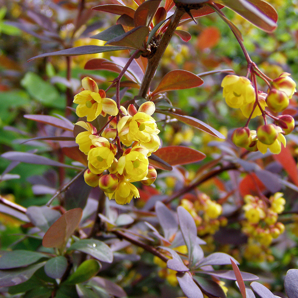 Berberitze, Heckenberberitze, Berberis, Vogelschutzpflanze