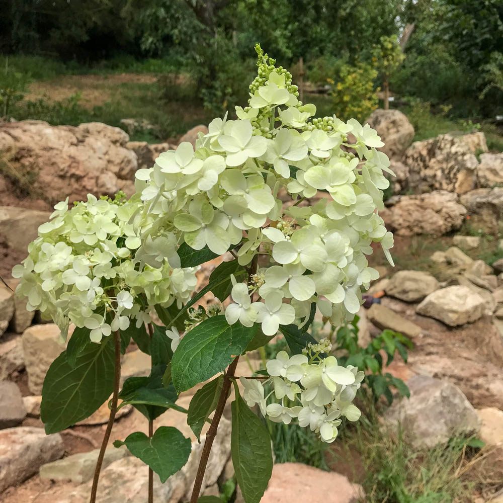 Rispenhortensie 'Candlelight'  ®