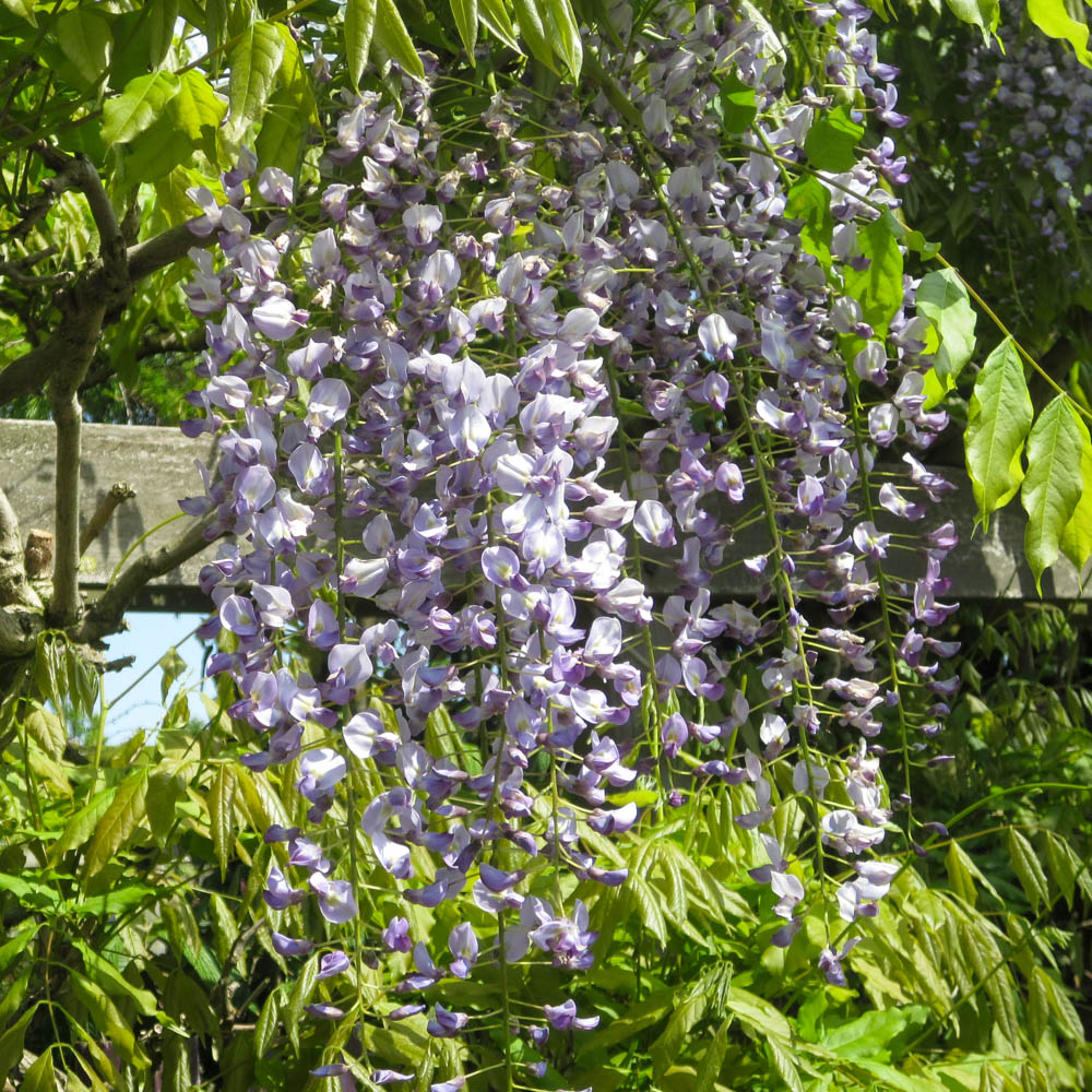 Chinesischer Edelblauregen