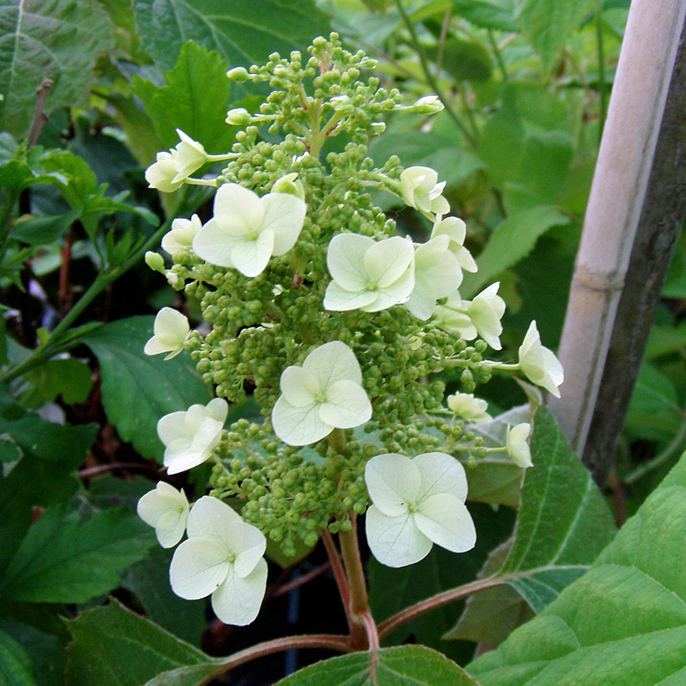 Eichblatthortensie, Hydrangea, Blütenstrauch