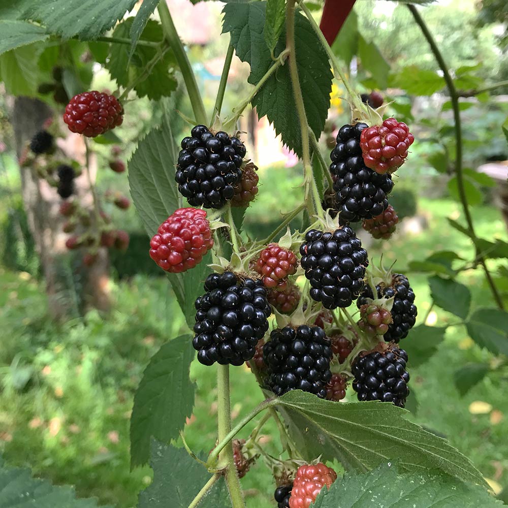Brombeere 'Navaho'