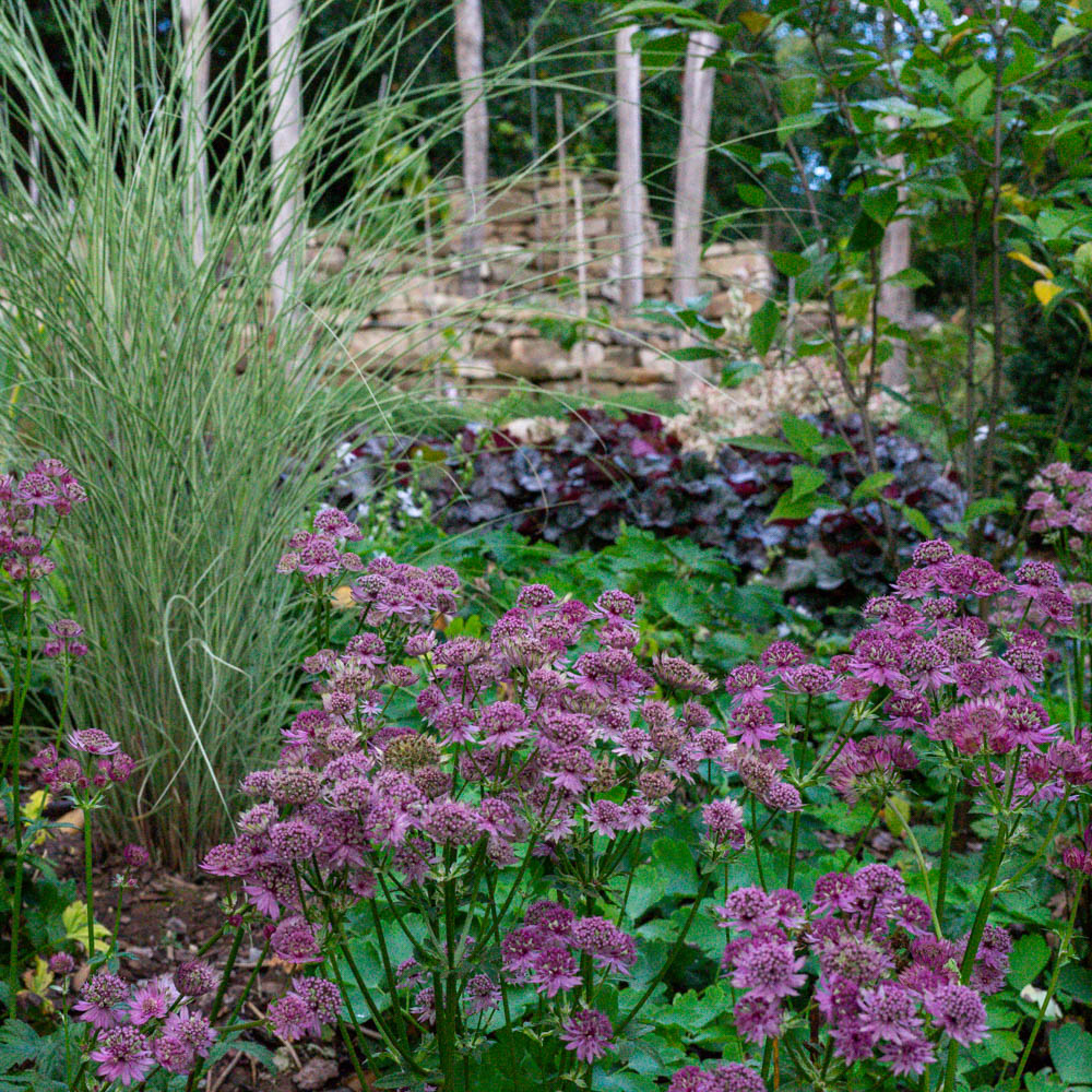 Sterndolde 'Primadonna'