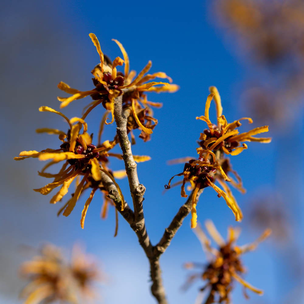 Zaubernuss 'Jelena'