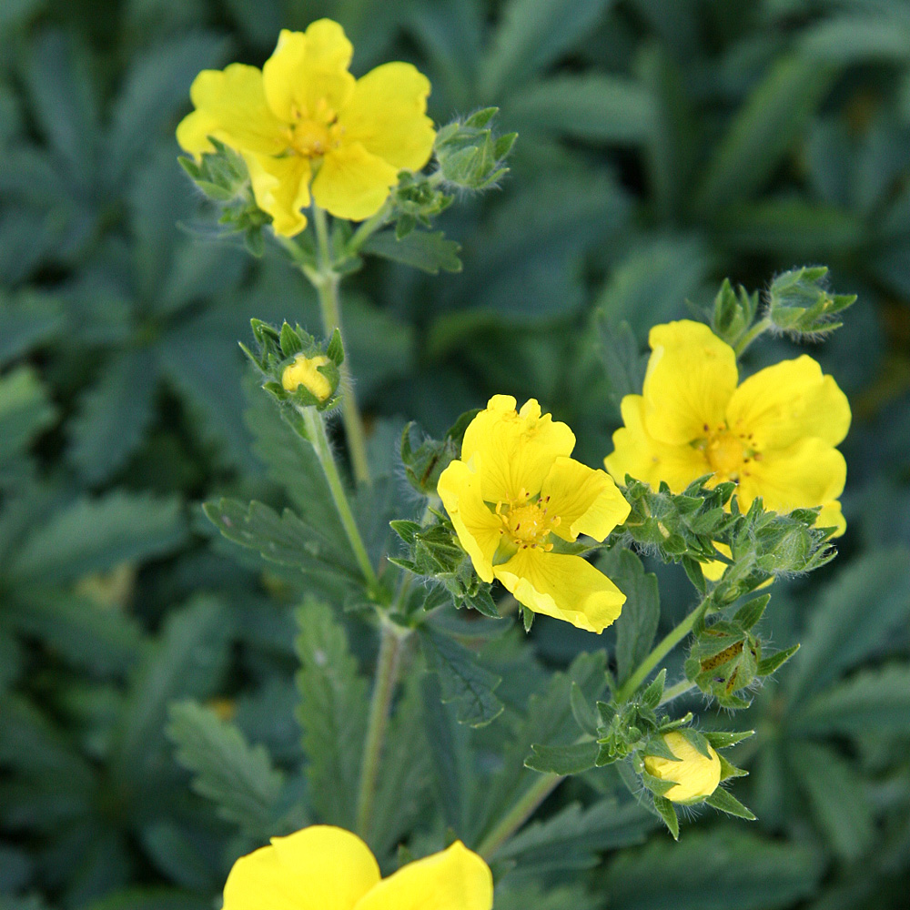 Fingerkraut gelb, Potentilla, Blütenstaude