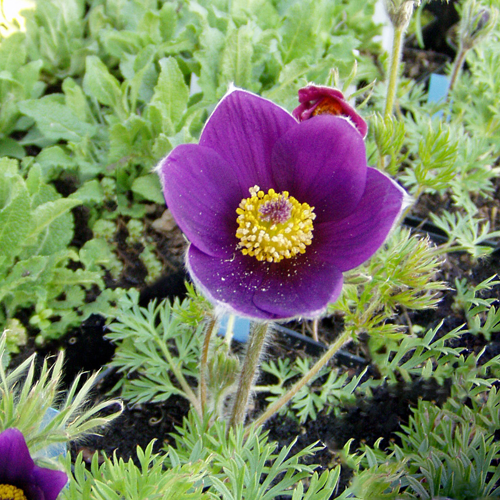 Küchenschelle - Pulsatilla vulgaris