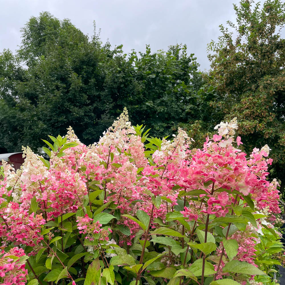 Rispenhortensie 'Candlelight'  ®