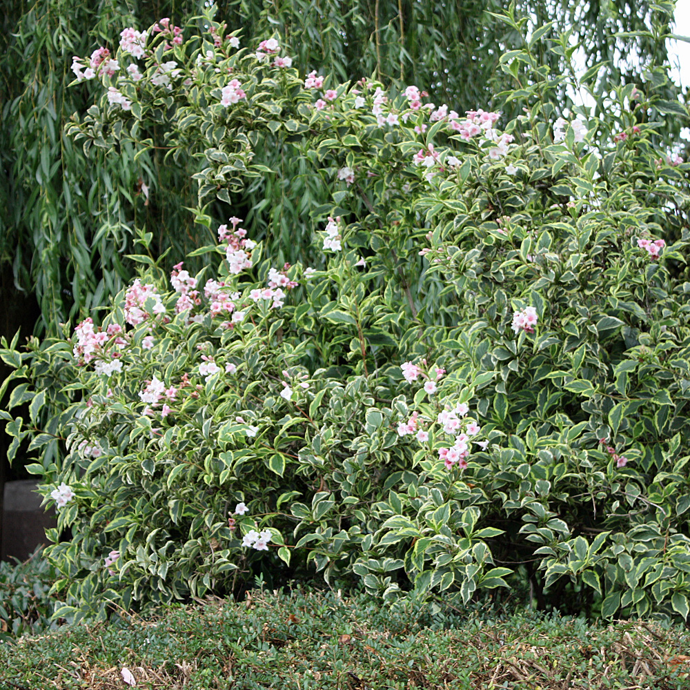 Weigelie 'Nana Variegata'