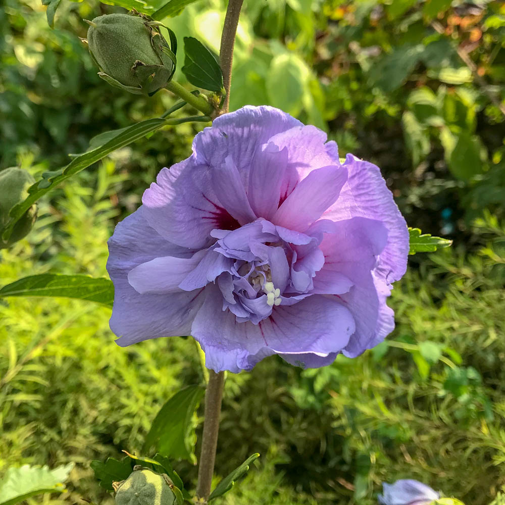 Hibiskus 'Blue Chiffon' ®
