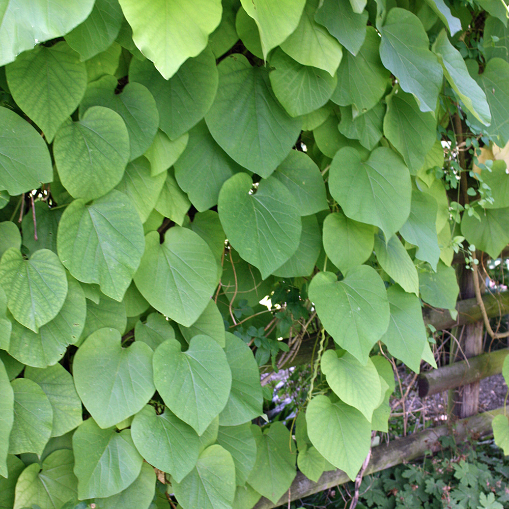 Pfeifenwinde Blüte
