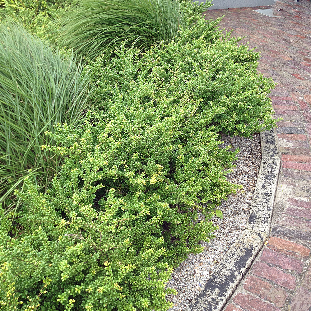 Löffel Ilex, immergrün, schnittgehölz