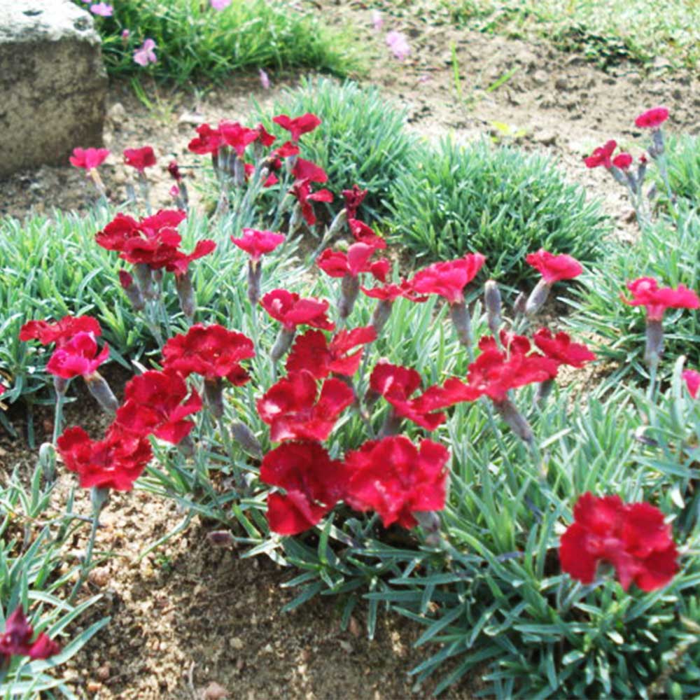 Pfingstnelke 'Rubin'