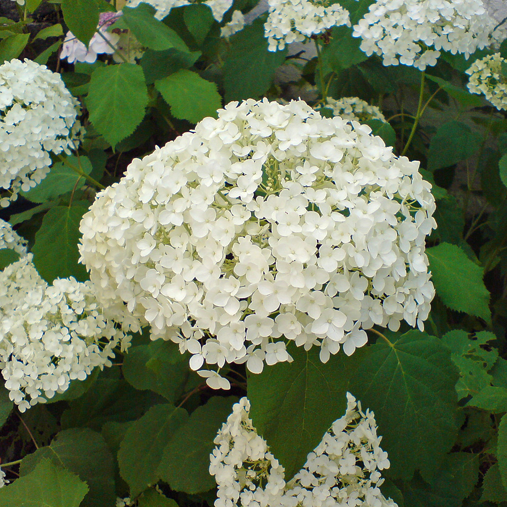 Ballhortensie Annabelle, Hydrangea, Schattenpflanze