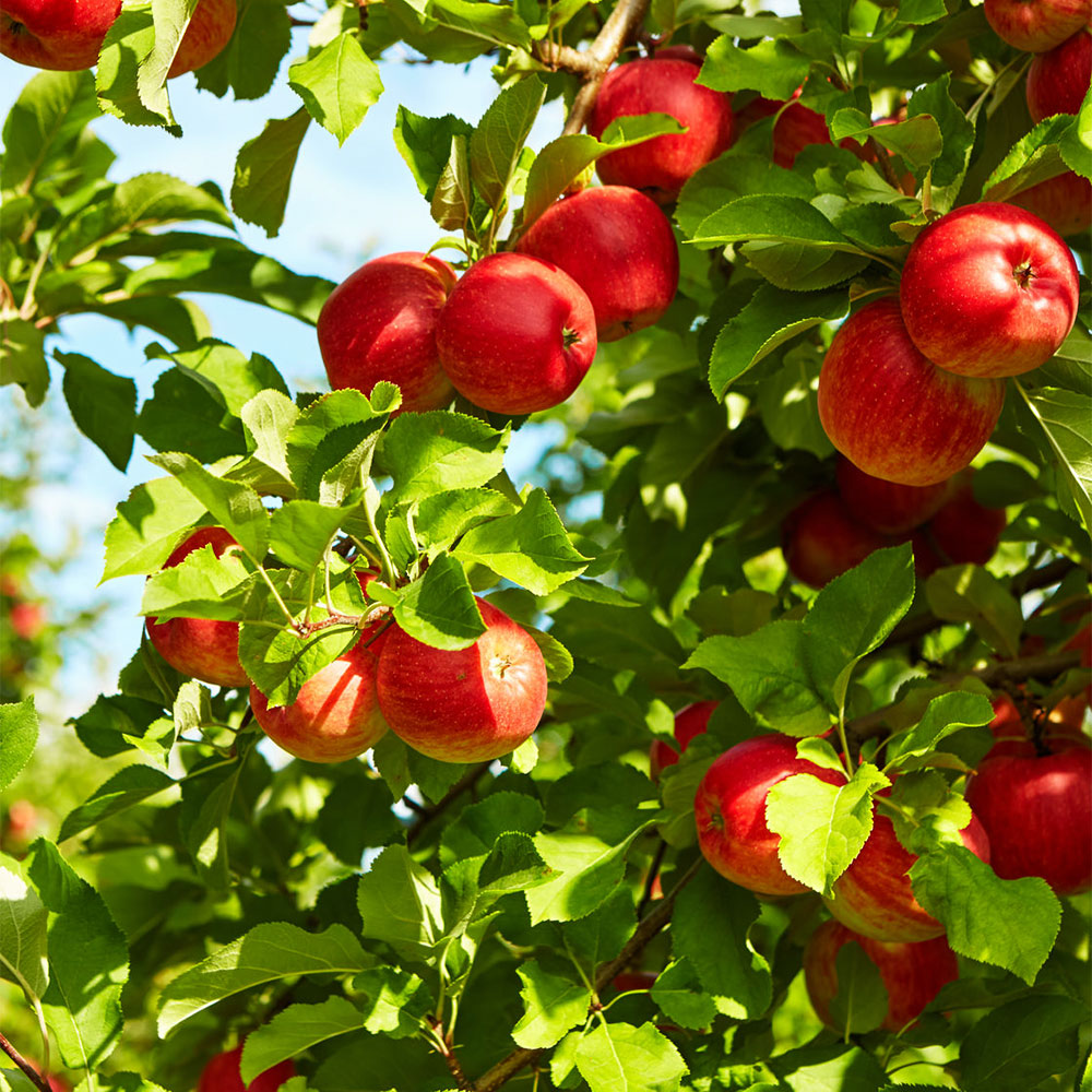 Apfel 'Gerlinde' ®