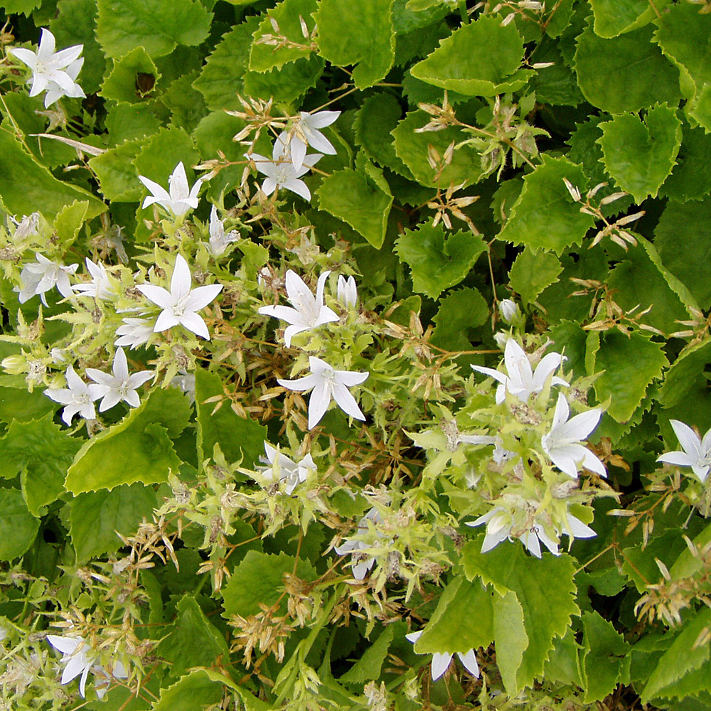 Hängeglockenblume E.H.Frost, Glockenblume, Bodendecker