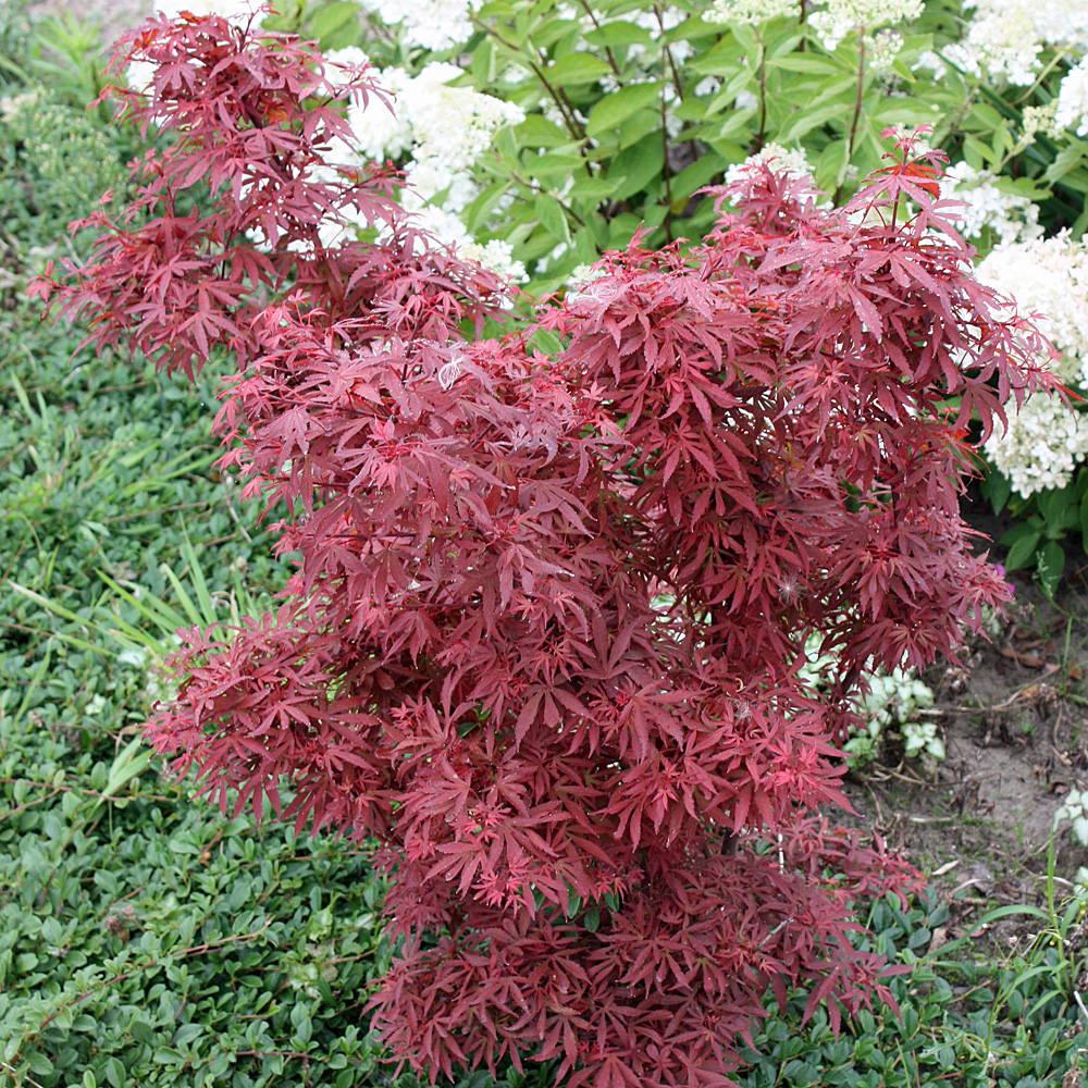 Fächerahorn Shaina, Ahorn, Acer, Blattschmuck