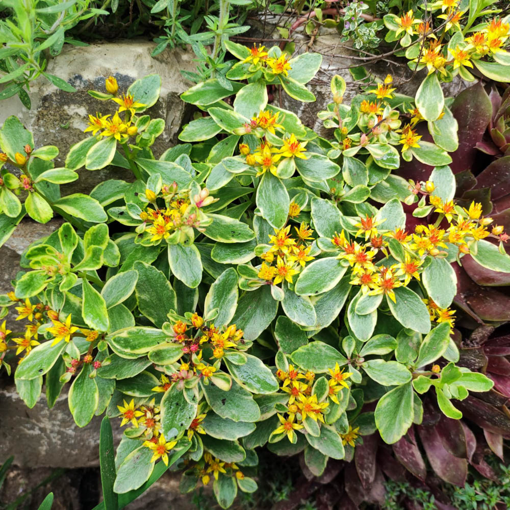 Kamtschatka Fettblatt Variegatum, Sedum, Steingarten, Bodendecker