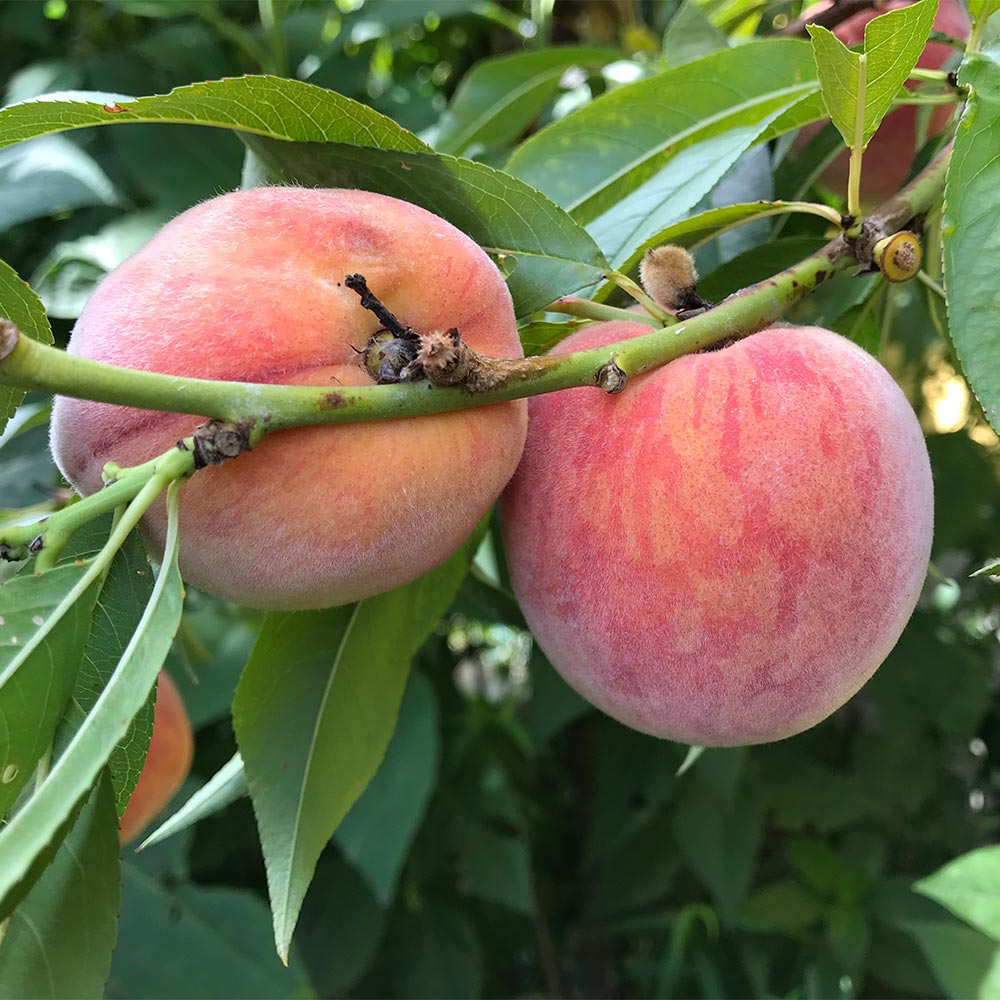 Pfirsich 'Revita' ®