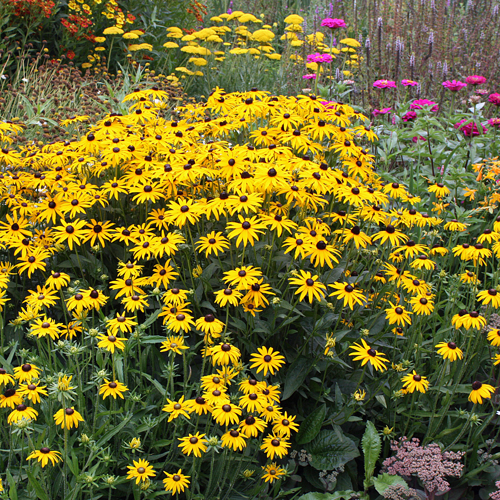Sonnenhut Goldsturm Blüte