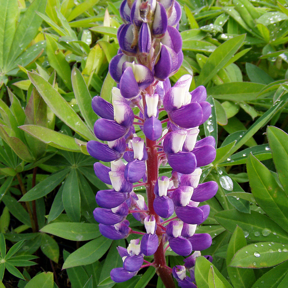 Lupine Kastellan, Lupinus, Wildstaude, Blütenpflanze