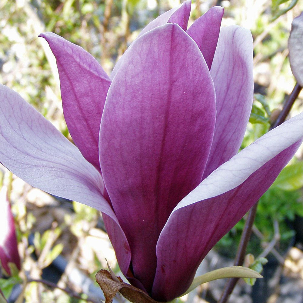 Magnolie 'Atlas'