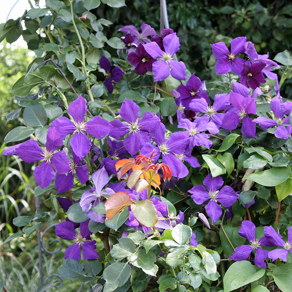 Clematis Jackmanii, Waldrebe, Kletterpflanze