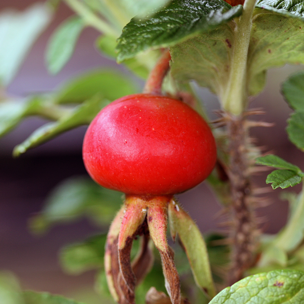 Apfelrose, Wildrose, Bienenweide, Fruchtschmuck