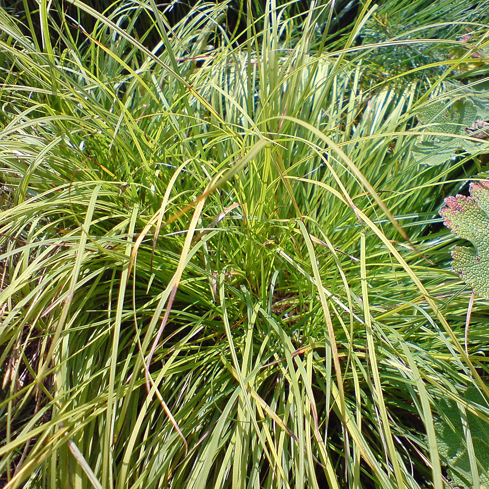 Bergsegge, Carex montana, Ziergras