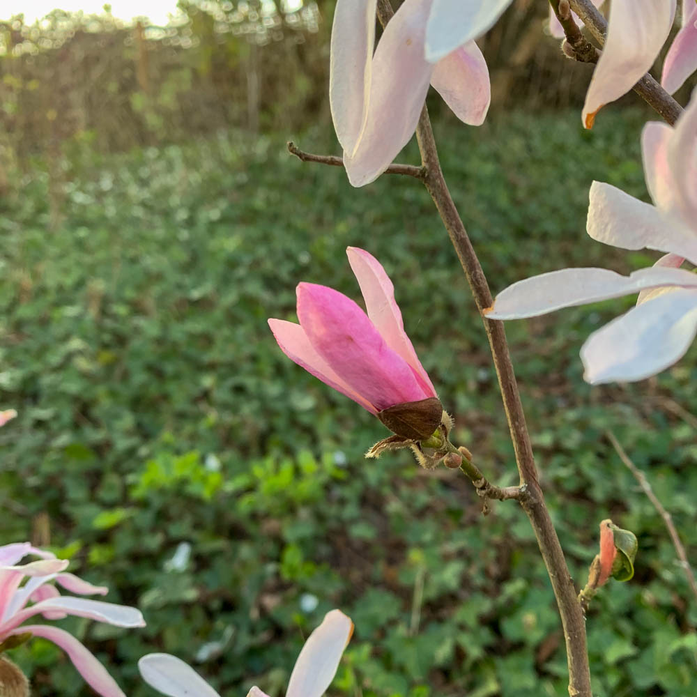 Sternmagnolie 'George Henry Kern'