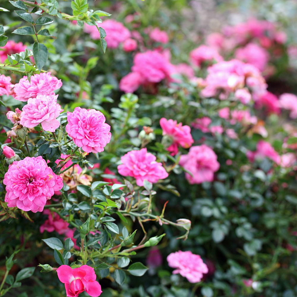 Bodendeckerrose Knirps, Zwergrose