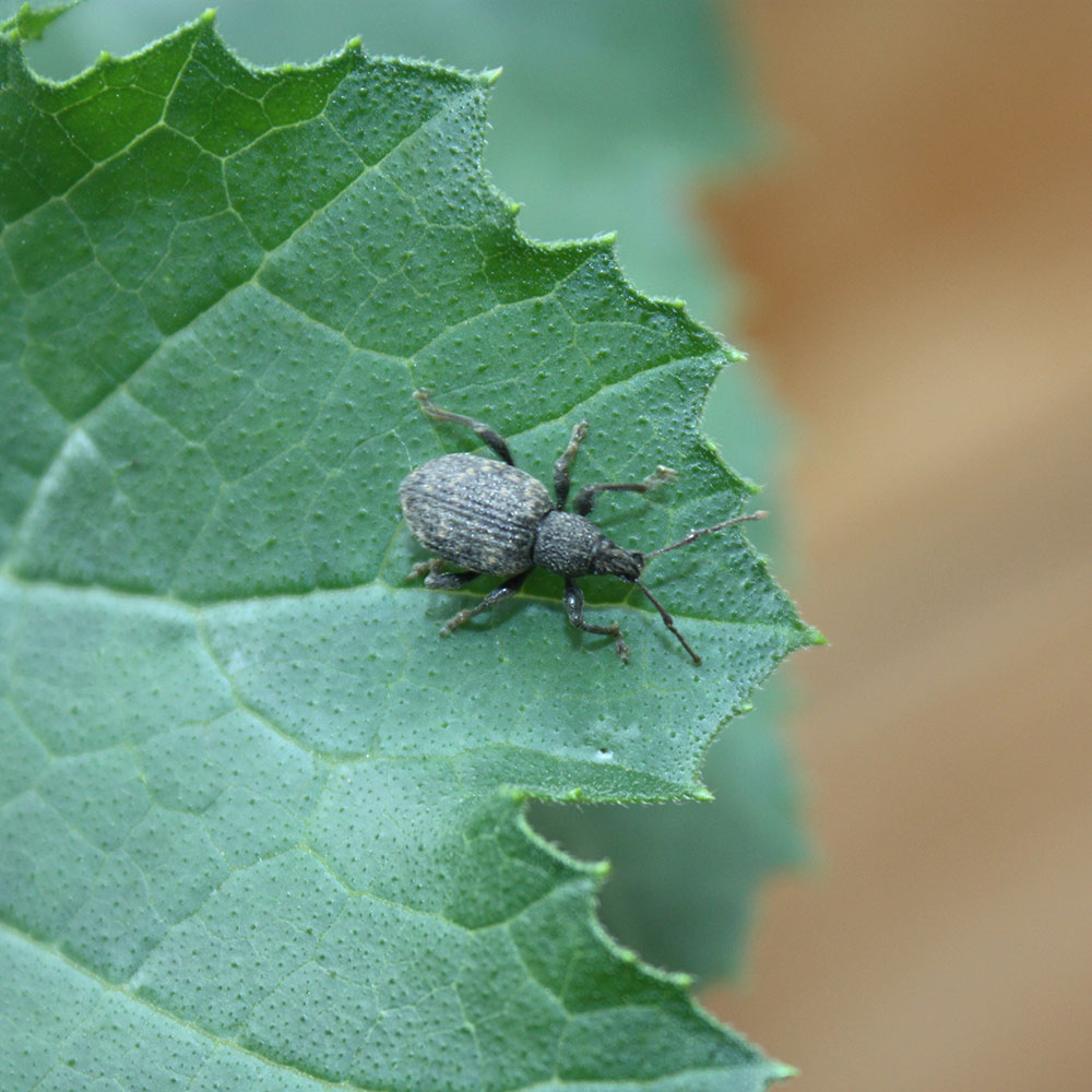 Nematoden, Dickmaulrüssler, Nützlinge
