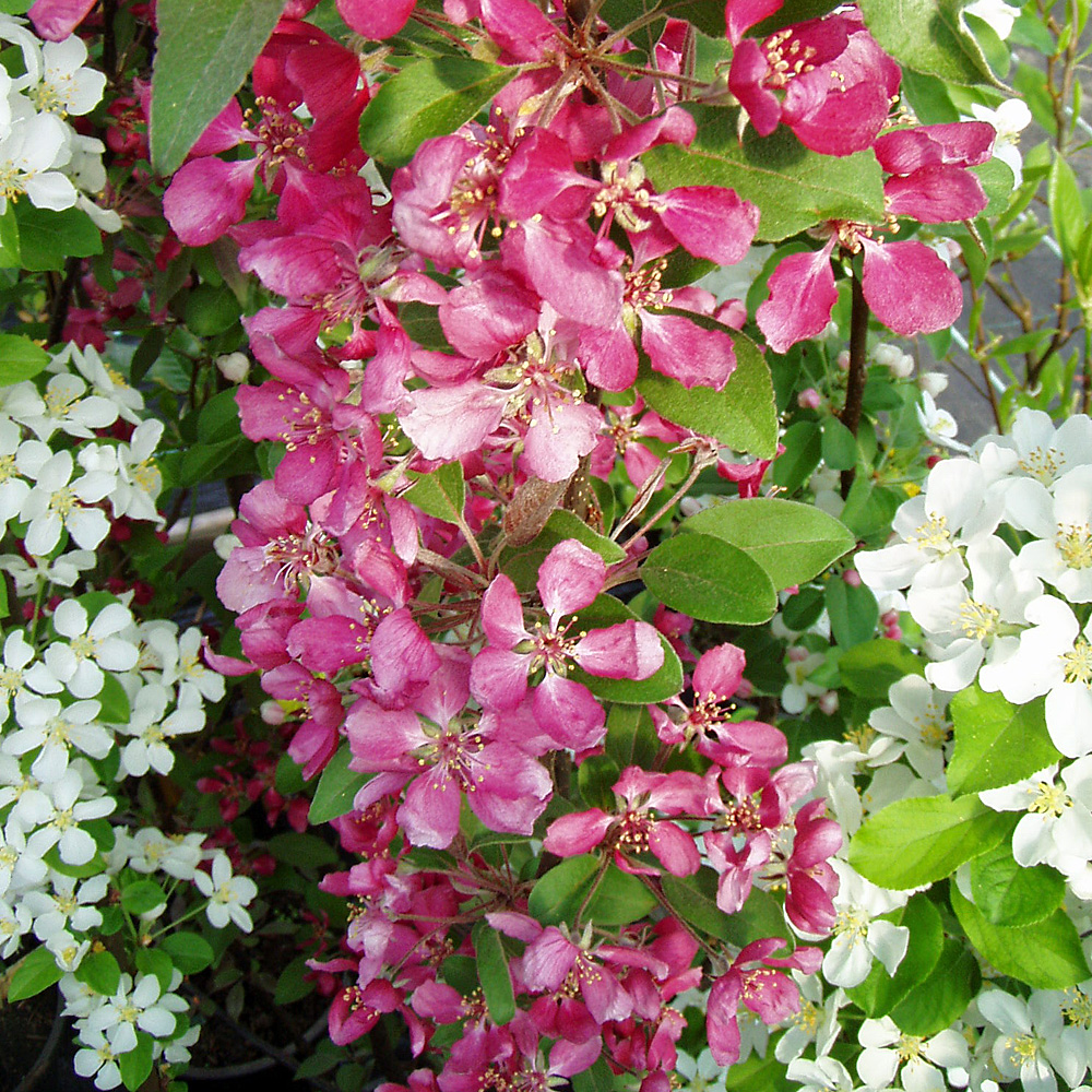 Zierapfel 'Profusion'
