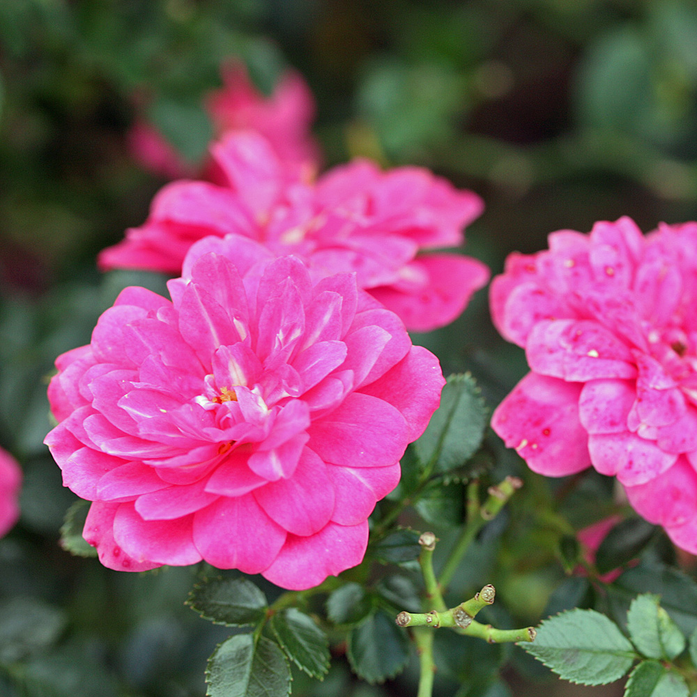 Bodendeckerrose Knirps, Zwergrose