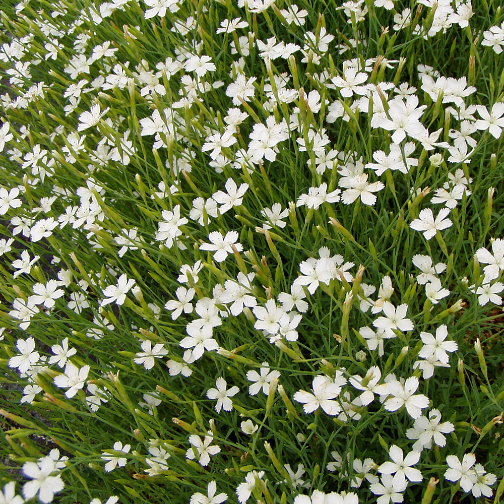 Heidenelke Albus, Dianthus, Blütenstaude