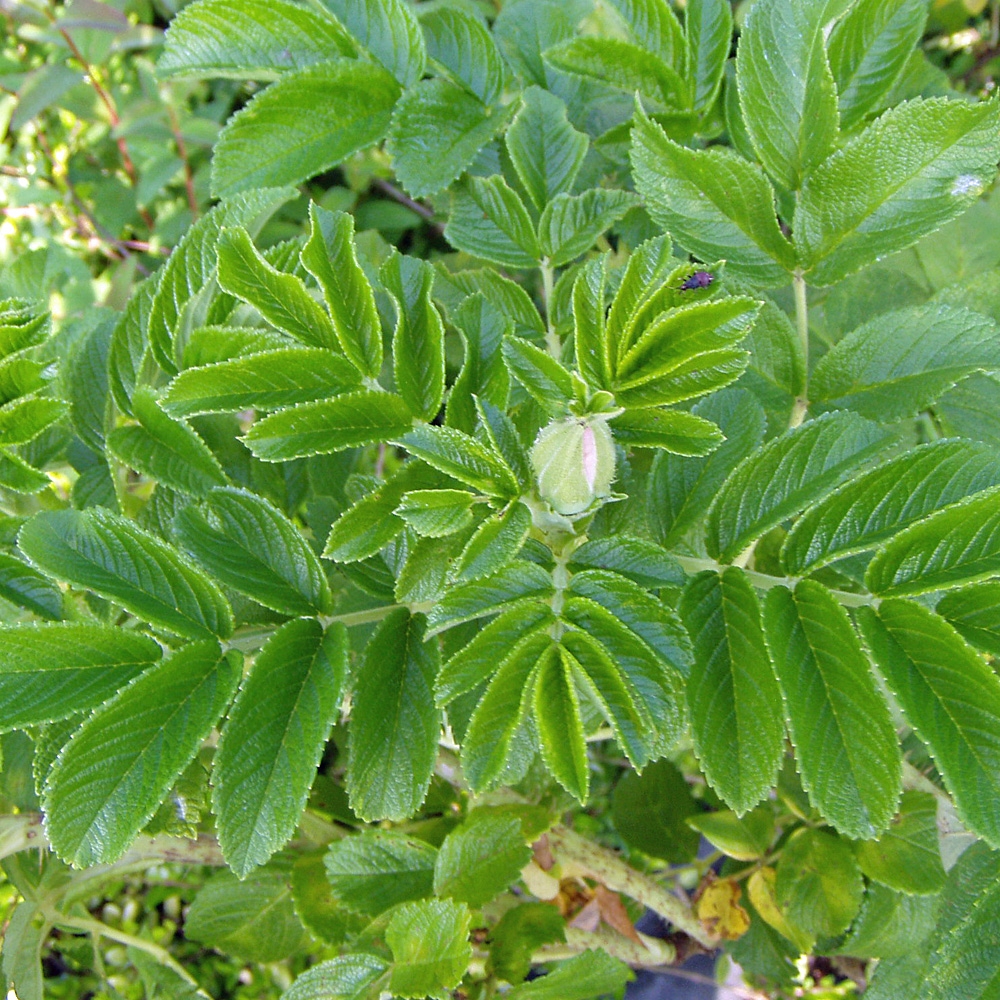 Apfelrose, Wildrose, Nützlingsmagnet