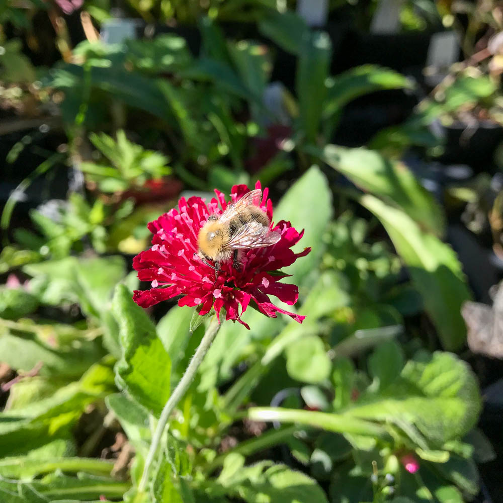 Witwenblume