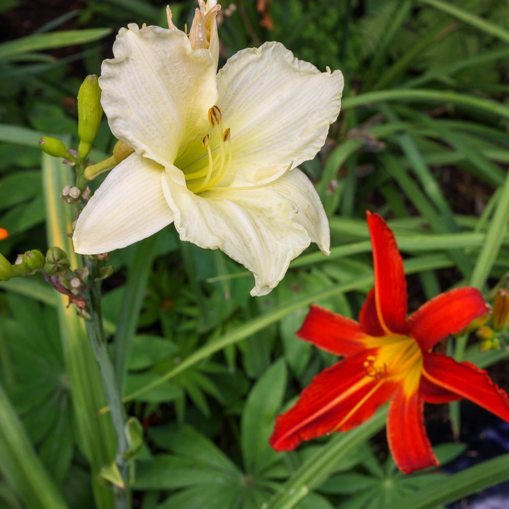 Taglilie White Temptation, Hemerocallis, Beetstaude