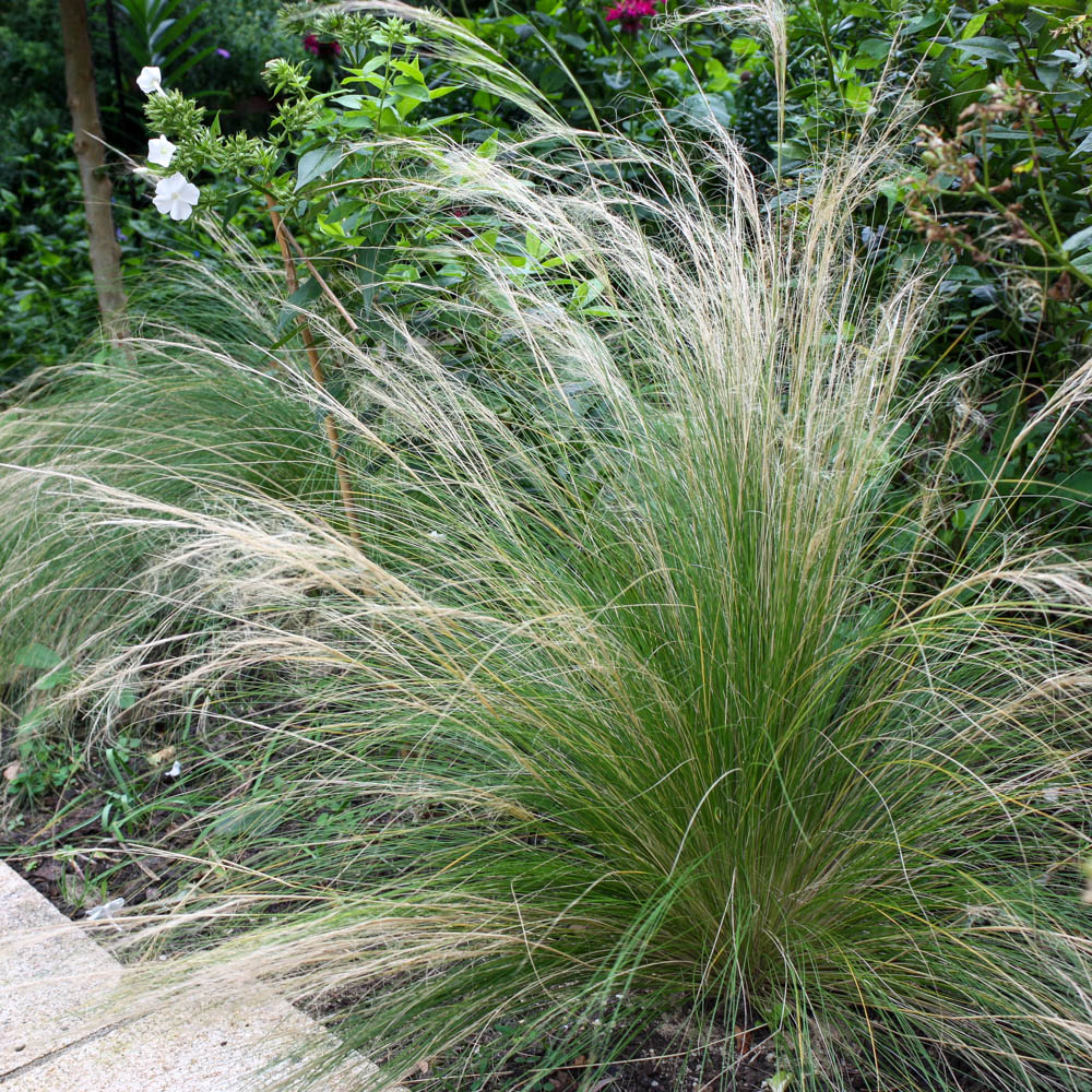 Federhaargras - Stipa