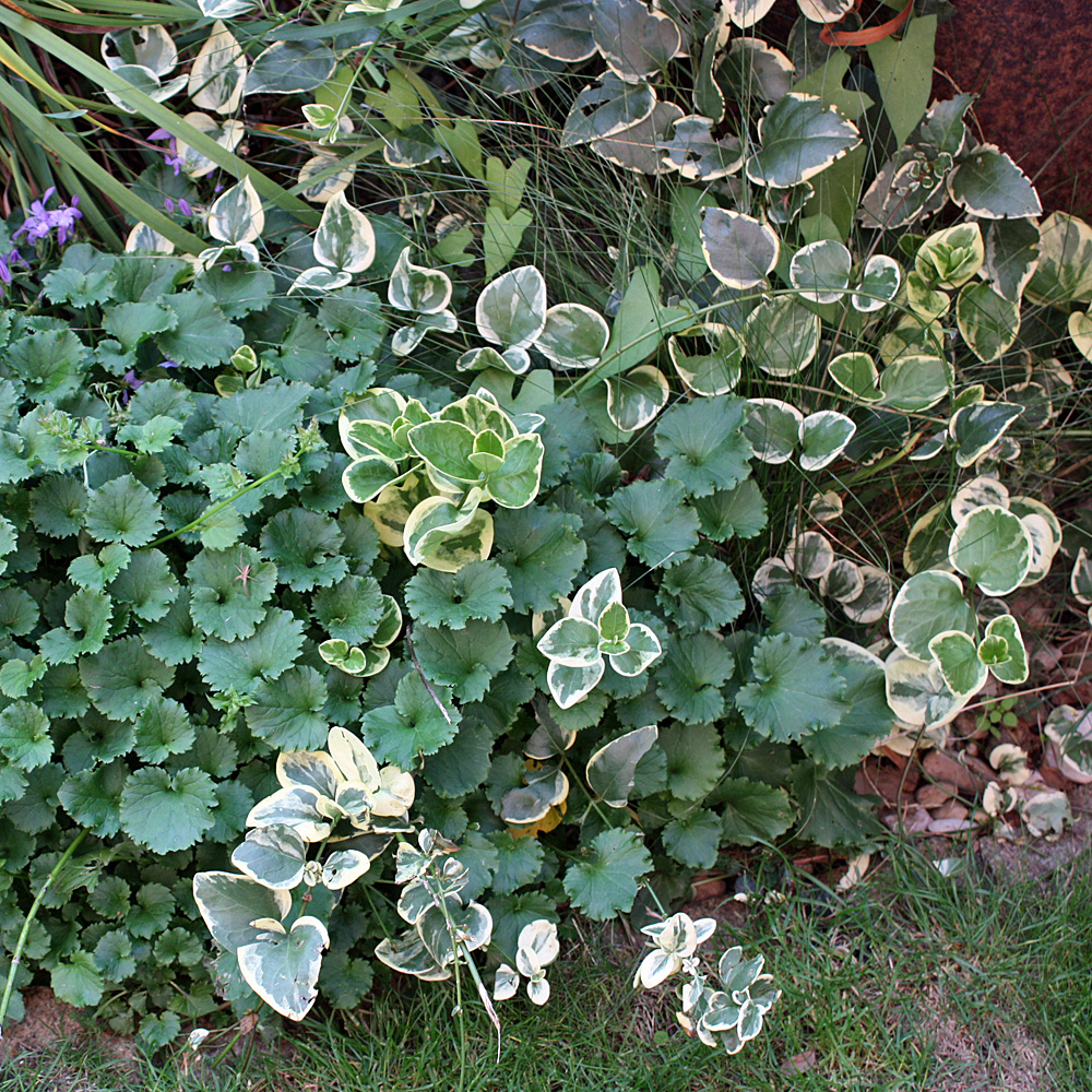 Buntblättriges Großes Immergrün, Blattschmuck, Frühjahsblüher