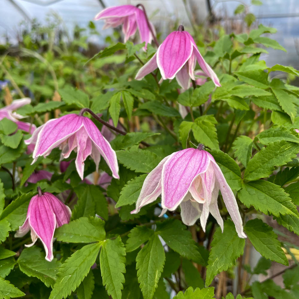 Clematis koreana 'Propertius'