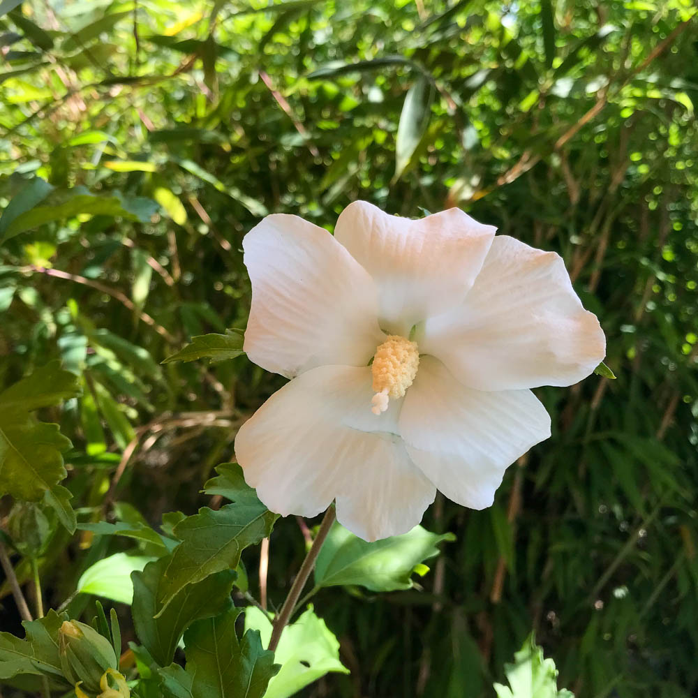 Hibiskus 'Totus Albus'