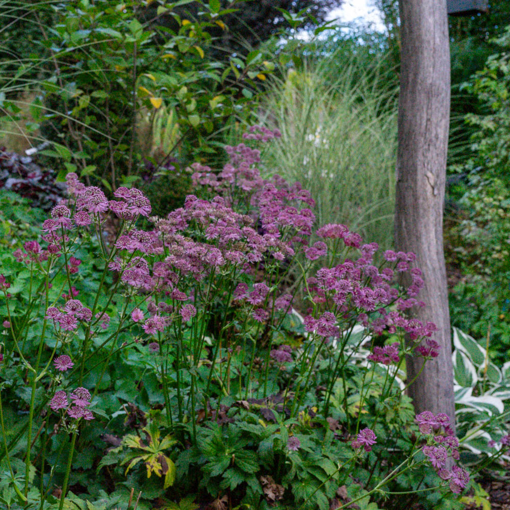 Sterndolde 'Primadonna'
