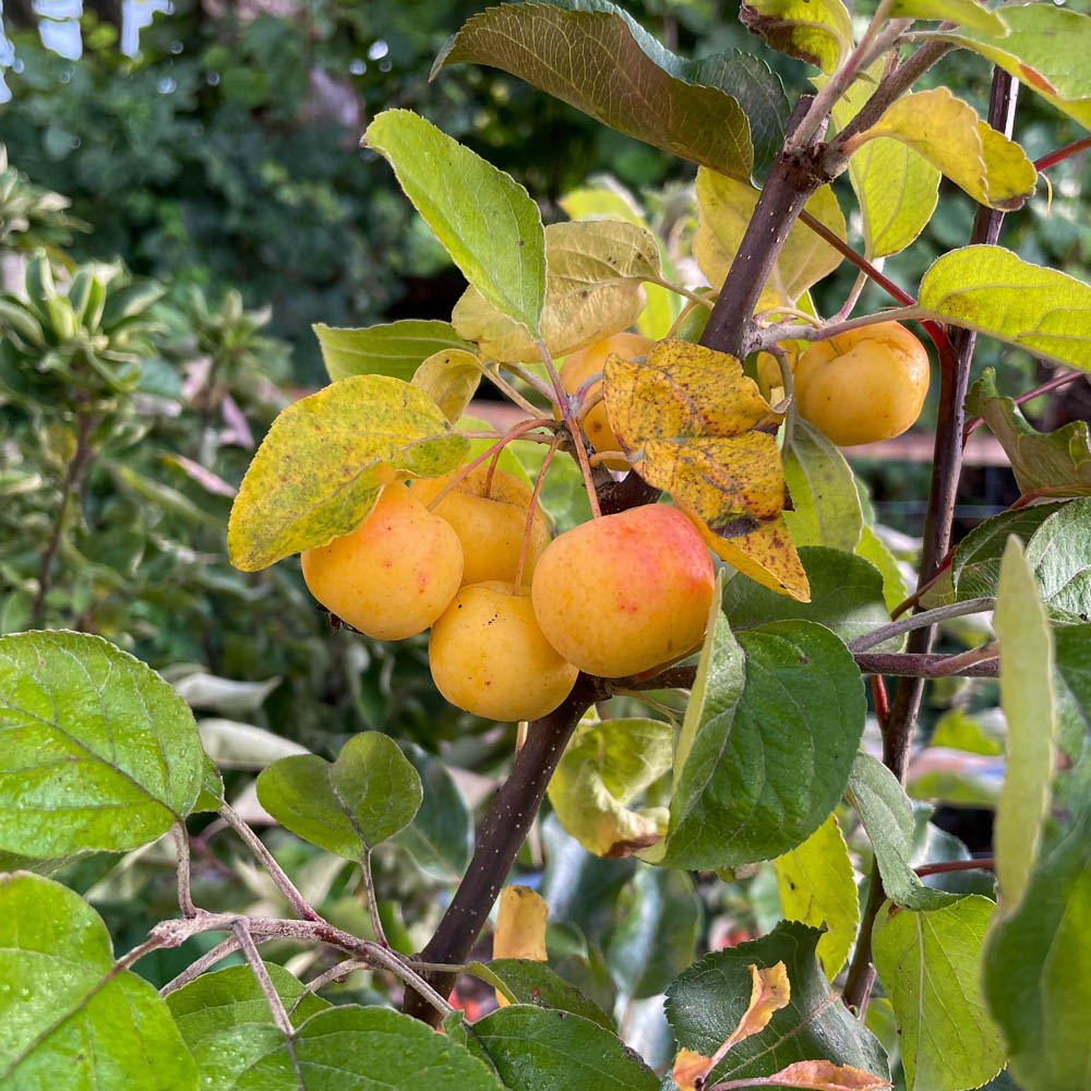 Zierapfel 'Butterball'