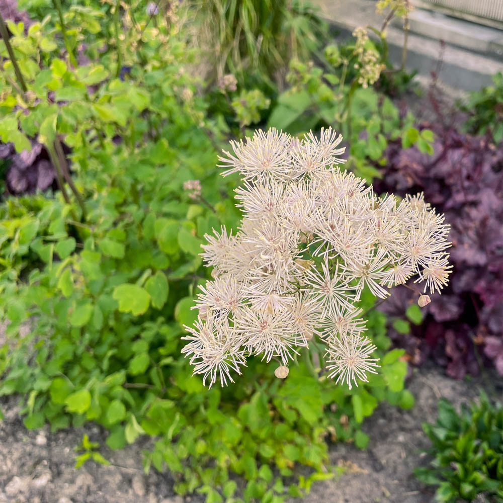 Akeleiblättrige Wiesenraute
