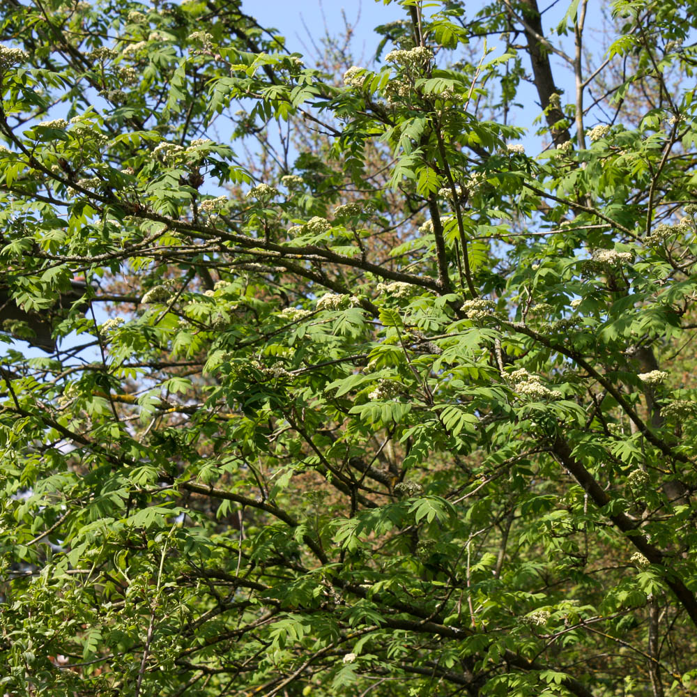 Eberesche - Vogelbeere