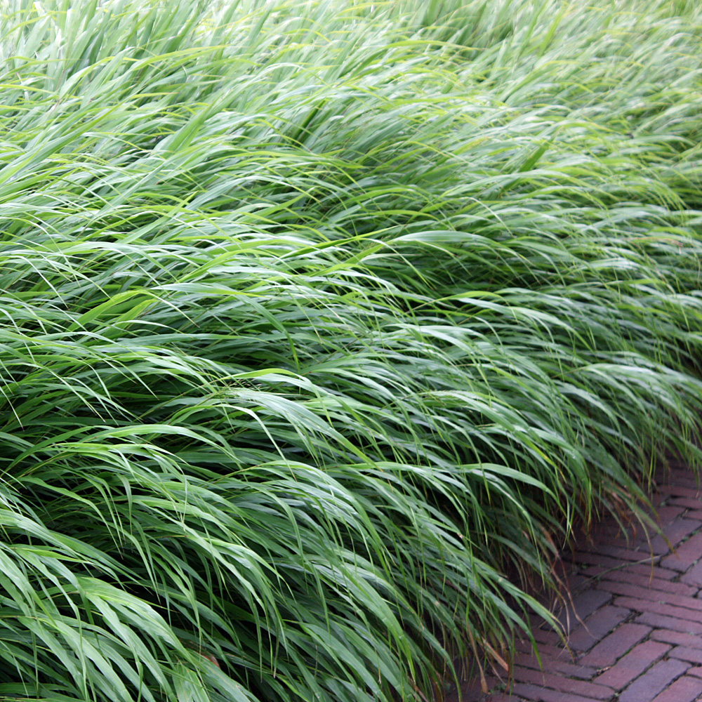 Japanwaldgras, Hakonechloa macra, Ziergras