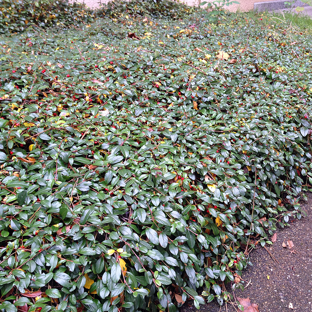 Teppichmispel 'Radicans'